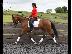 PoulaTo: 10 chronón Kfps Reg Friesian Mare